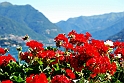 Lago di Como_071